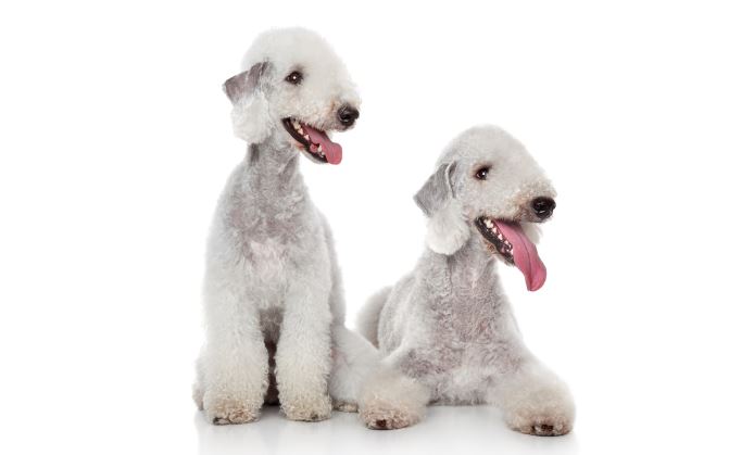 Bedlington Terrier breed dogs