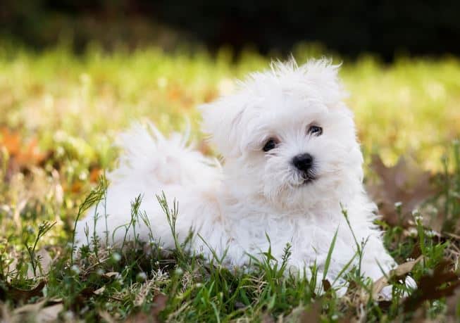 Maltese Puppy on the grass