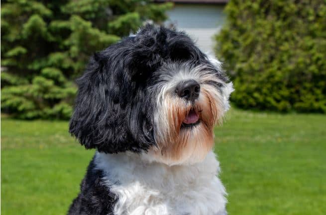Portuguese Water Dog on grass