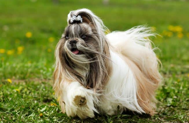 Shih Tzu dog breed on grass